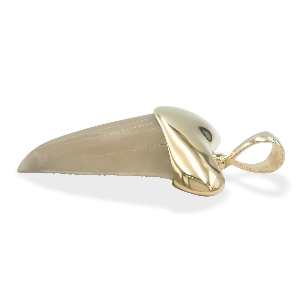 Starborn Light Fossil Shark Tooth Cap Set Pendant in 18k Gold Plated Brass