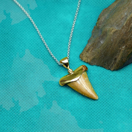 Starborn Light Fossil Shark Tooth Cap Set Pendant in 18k Gold Plated Brass