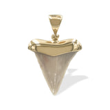 Starborn Light Fossil Shark Tooth Cap Set Pendant in 18k Gold Plated Brass